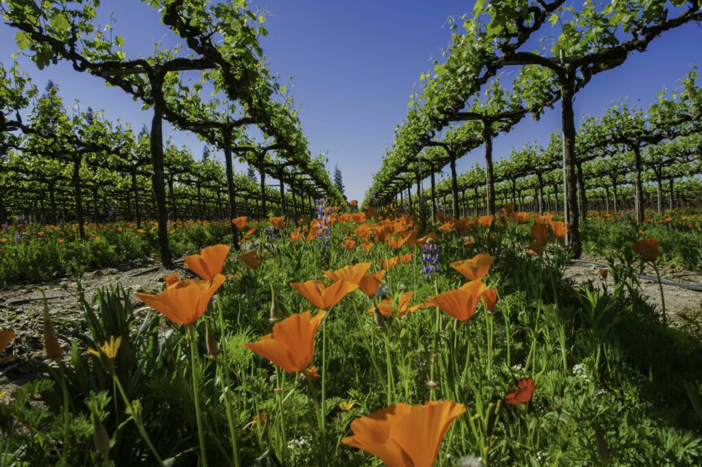 USA Archives Kingsland Drinks